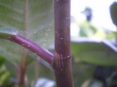 Plantele ornamentale si acarienii 